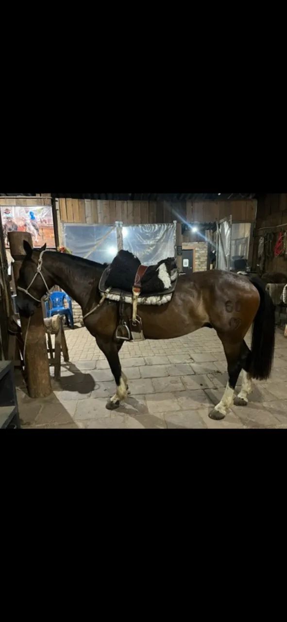Cavalo Zaino - Foto 5