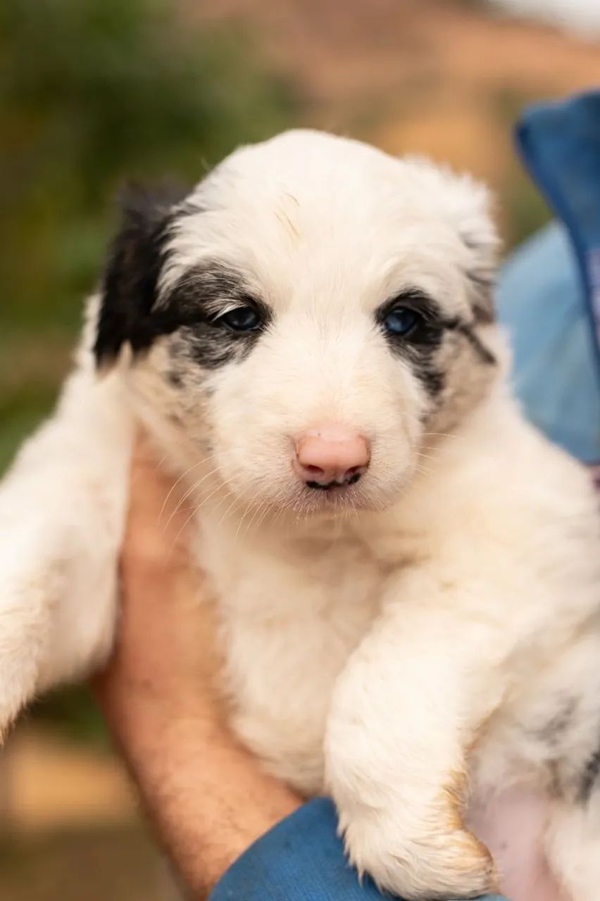 Border collie MACHO - Foto 4