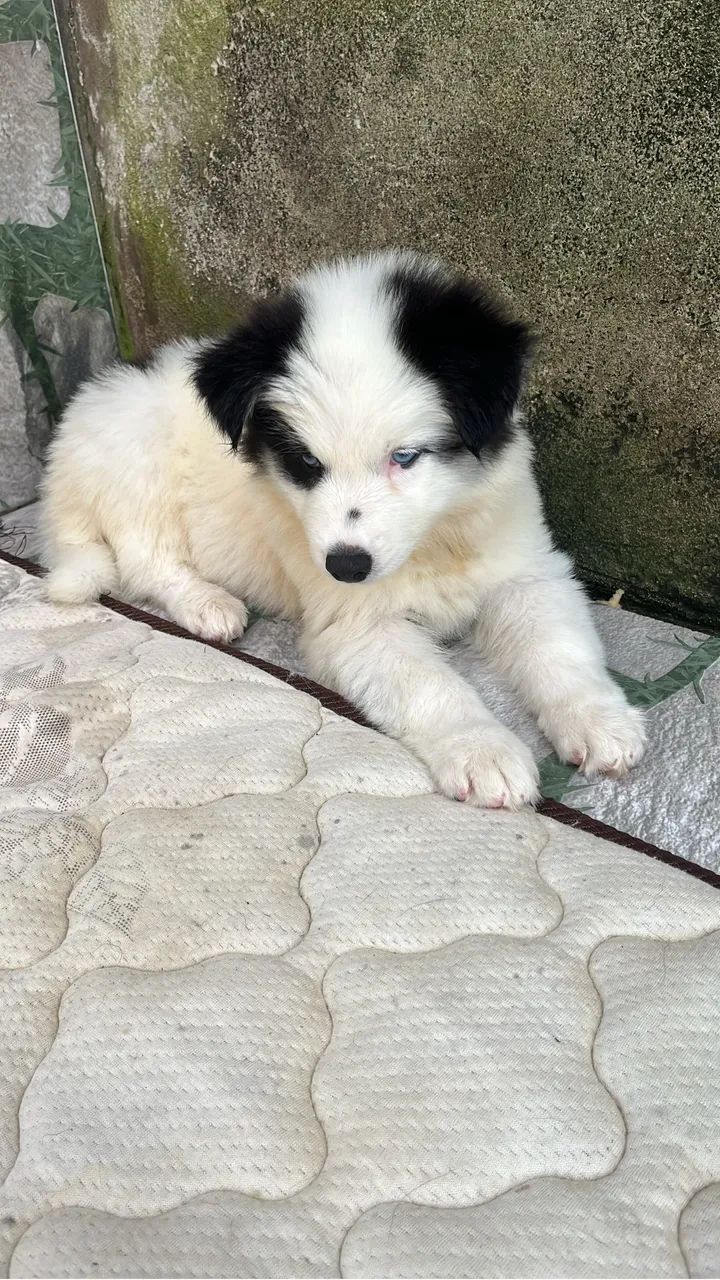 Husky siberiano  - Foto 4