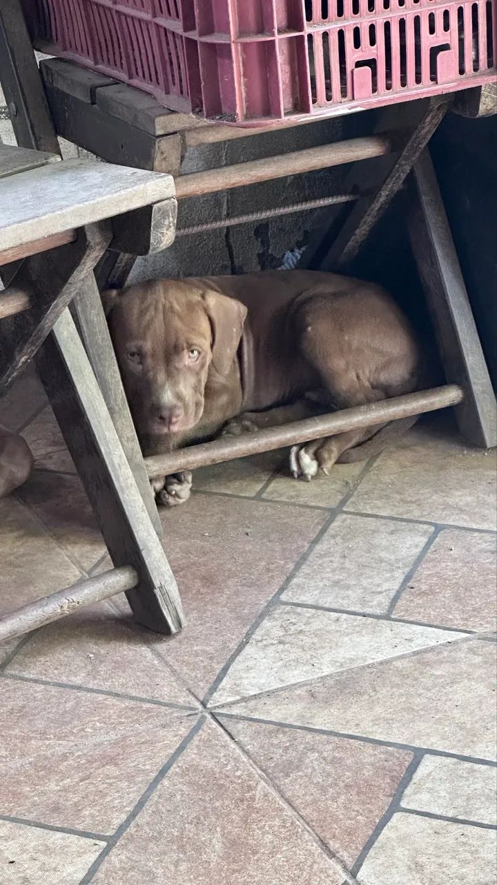 Filhote de pitbull  - Foto 5