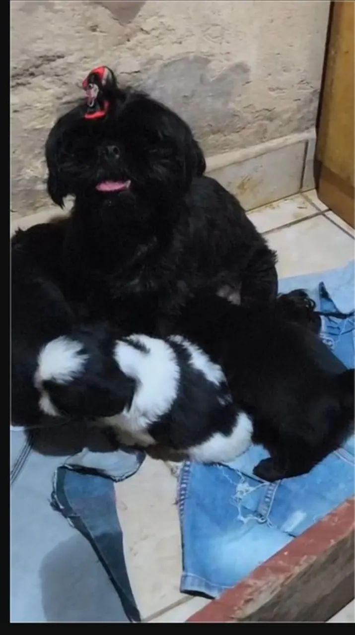 Cachorro 