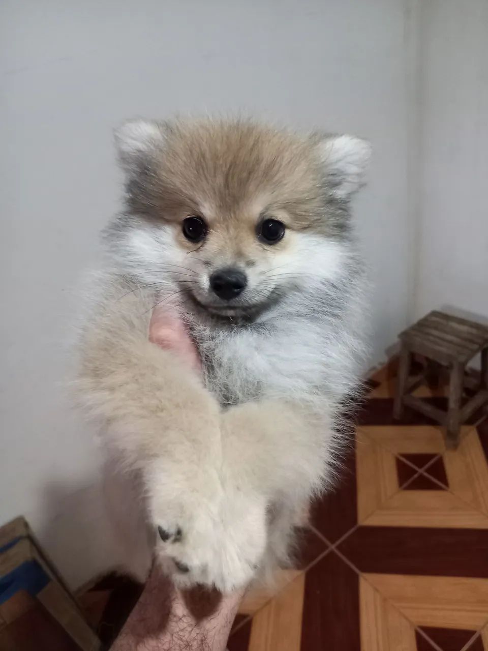 Spitz alemão raposinha  - Foto 2