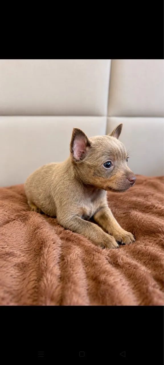 Pinscher miniatura  - Foto 2