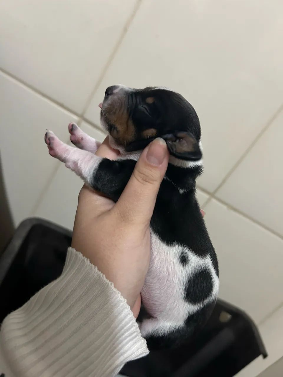 Filhotes de Basset - Foto 2