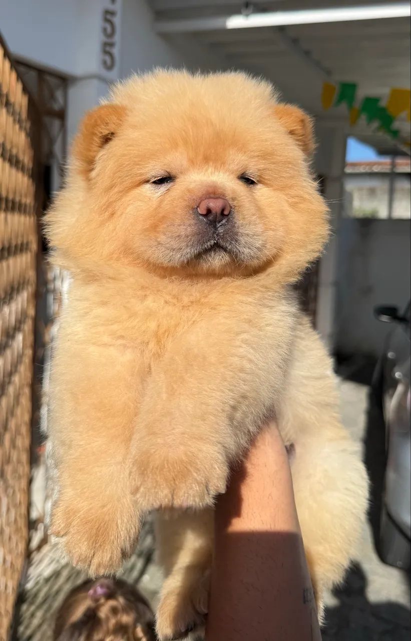 Filhote de Chow Chow 