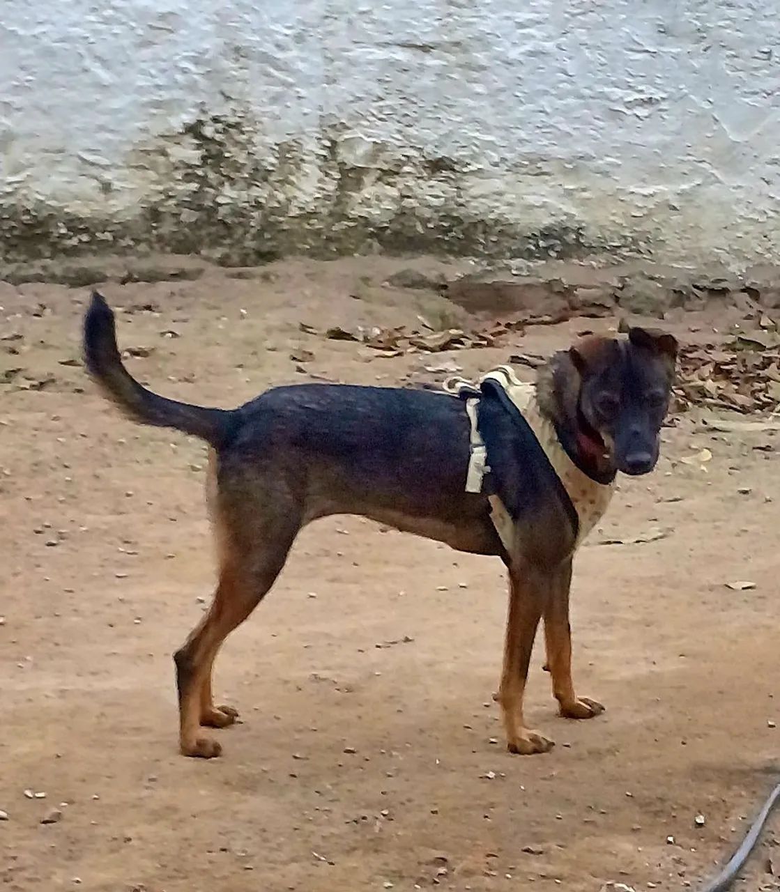 ADOÇÃO.  - Foto 5