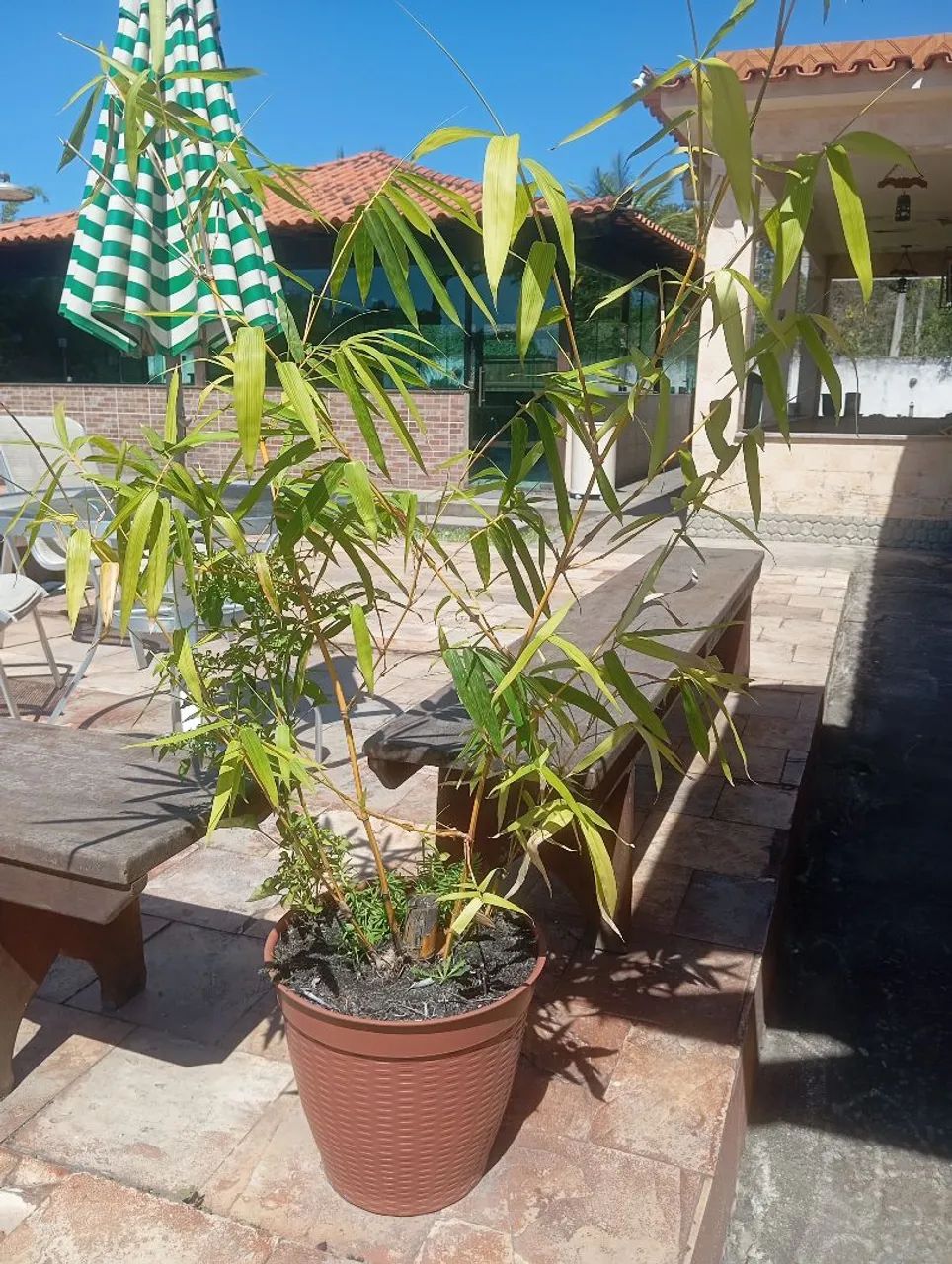 Muda de bambu  - Foto 4