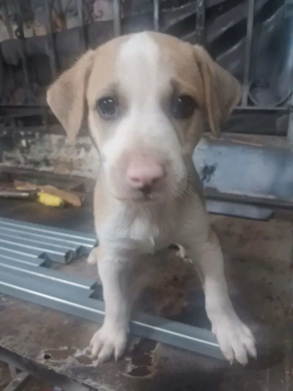 Doação de petz - Foto 5