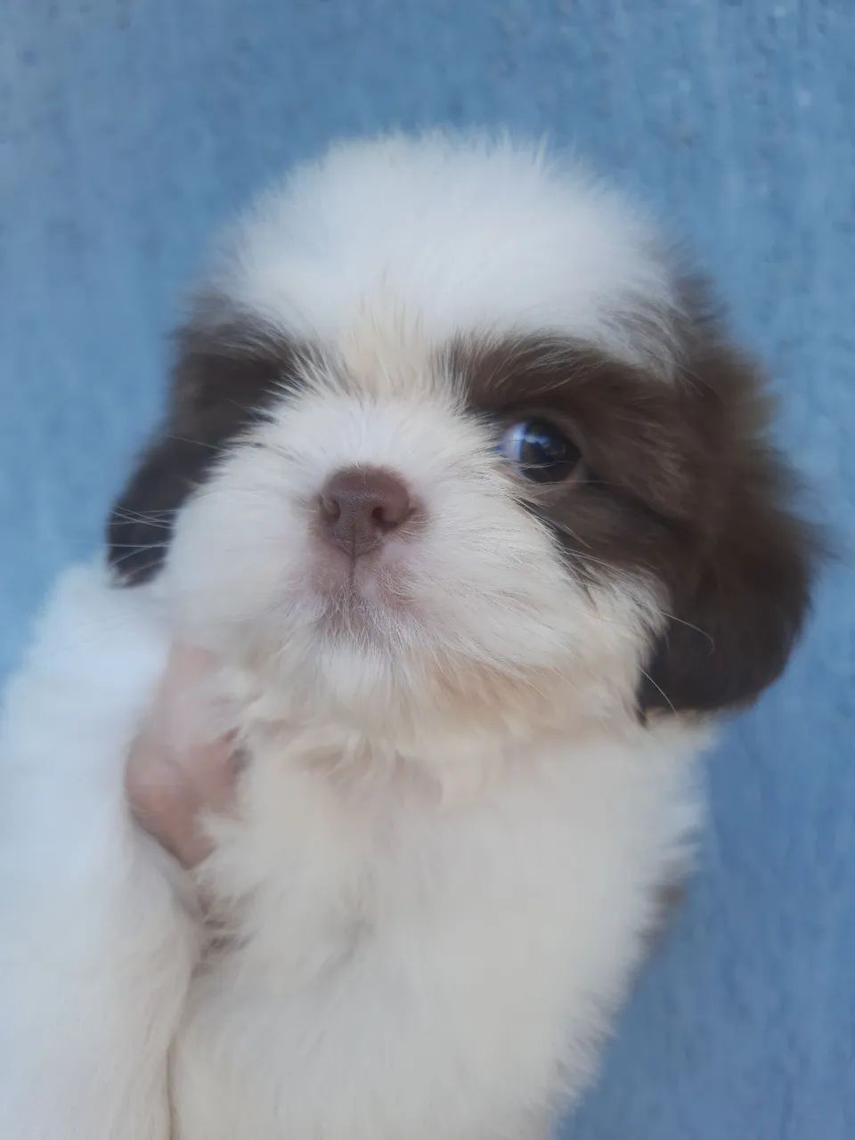 Shih Tzu Chocolate com Branco 