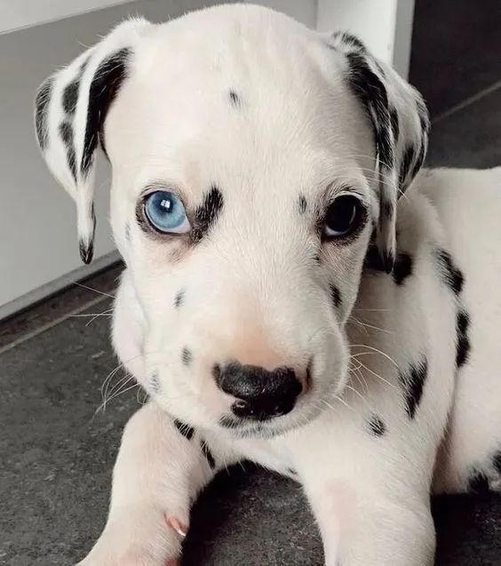 Dalmata 