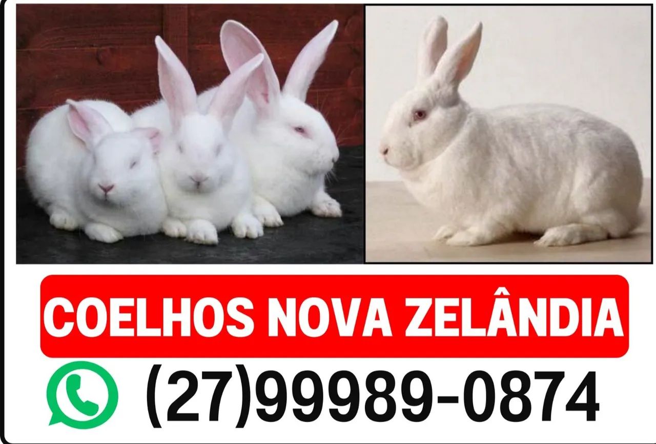 Coelhos Nova Zelândia - 100% puros