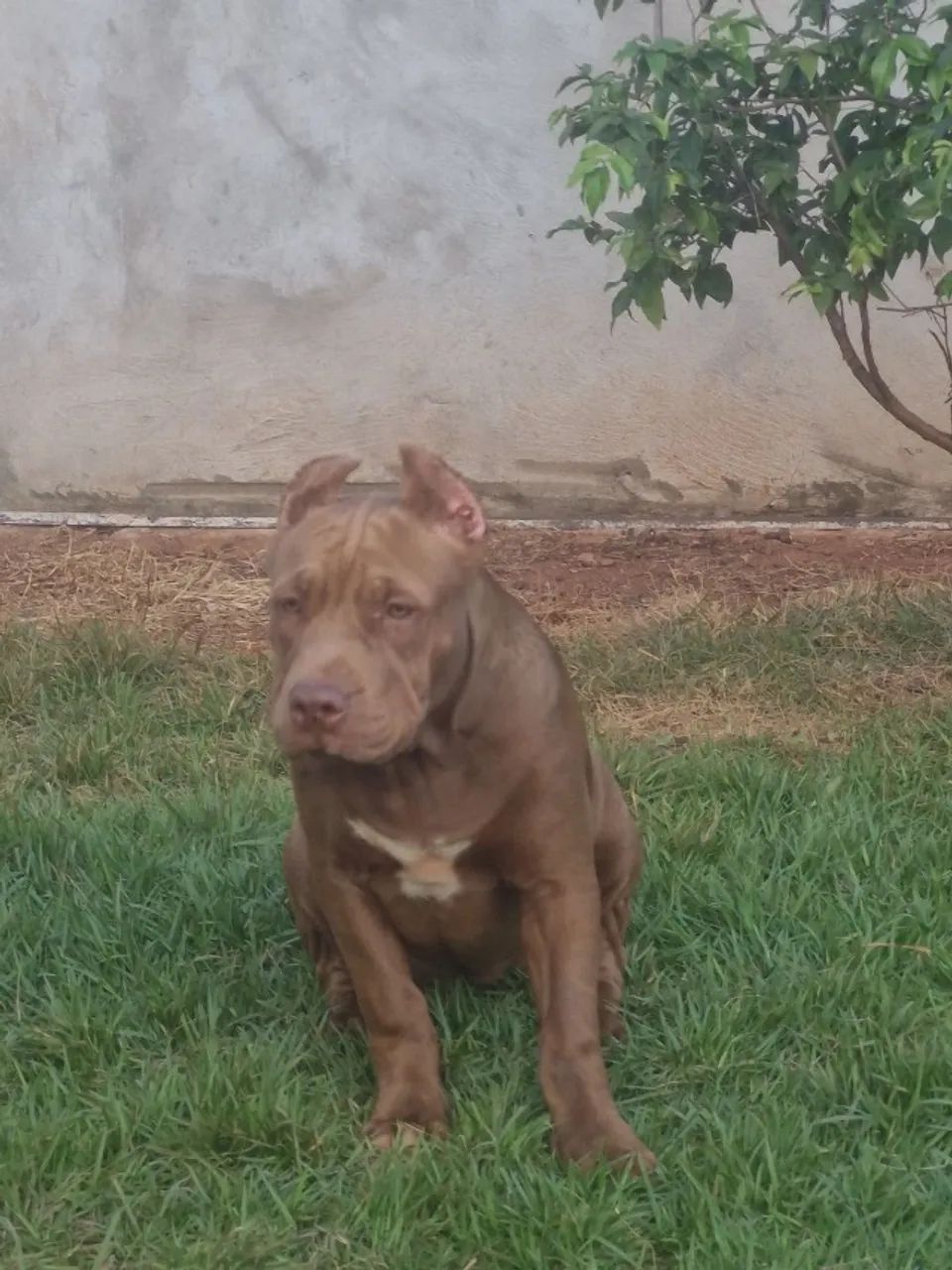 Pit monster  - Foto 4