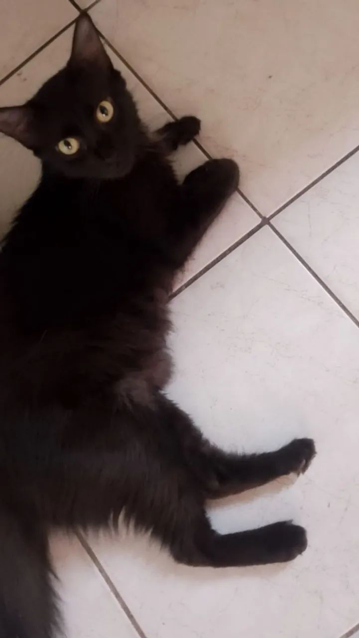 Gatinhos para adoção - Foto 4