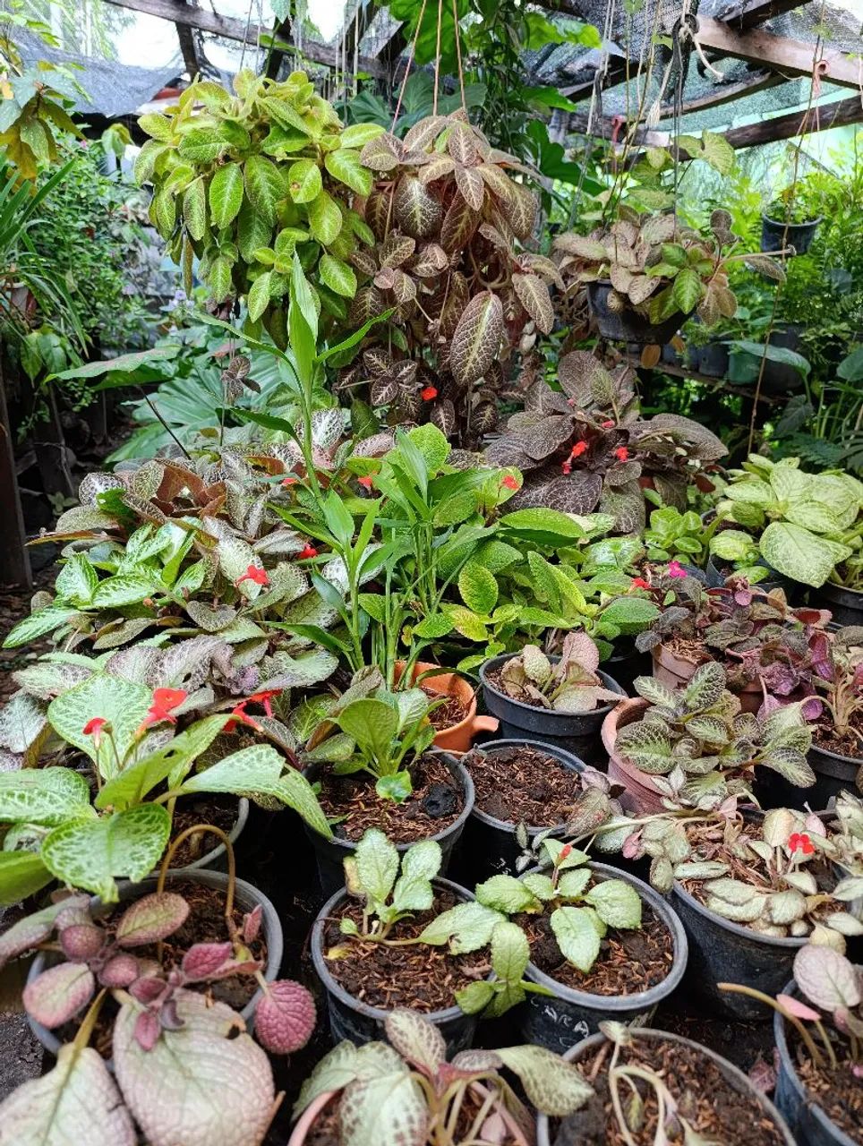 Tapetes de rainha  - Foto 3