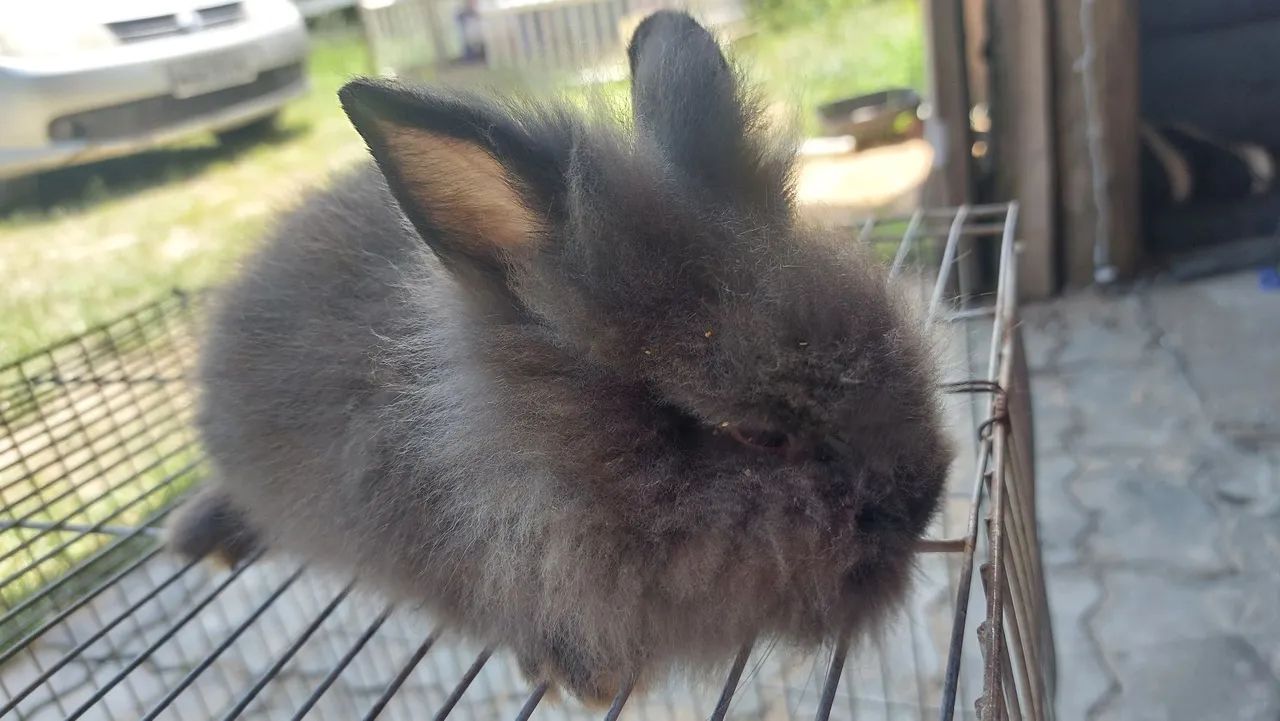 Coelho Mini Lion Head Cinza EScuro Muito dócil e carinhoso Disponível 