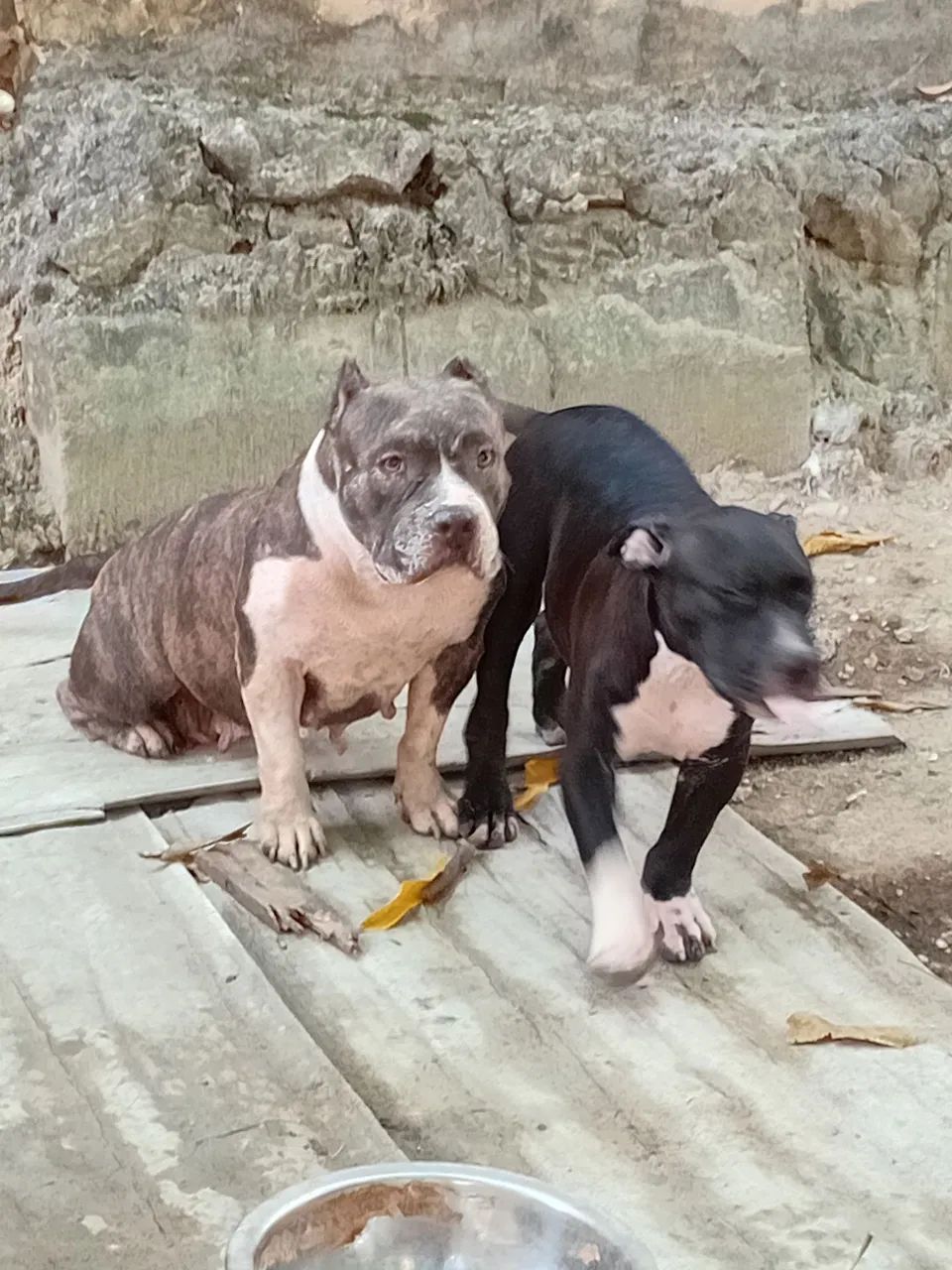 Cães  - Foto 5