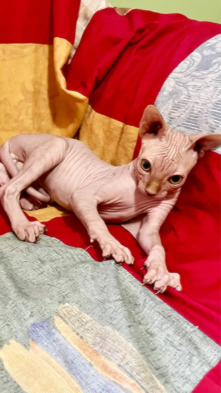 Sphynx Macho Ñ castrado - Foto 5