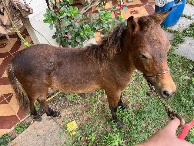 Mini pônei macho  - Foto 2