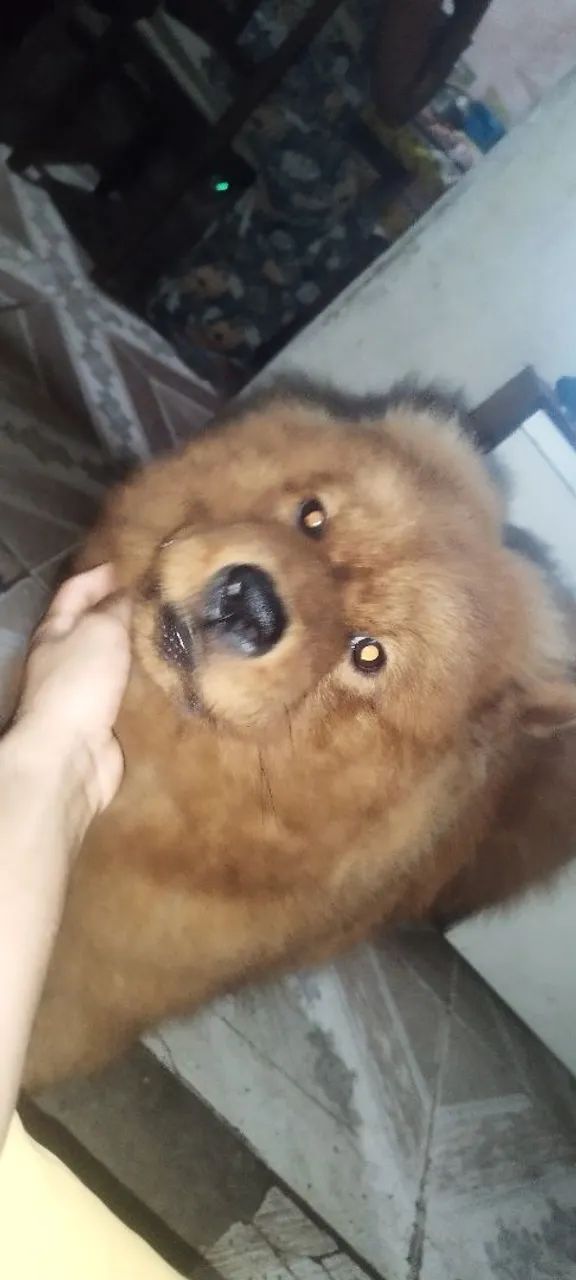 Vendo Chow Chow 