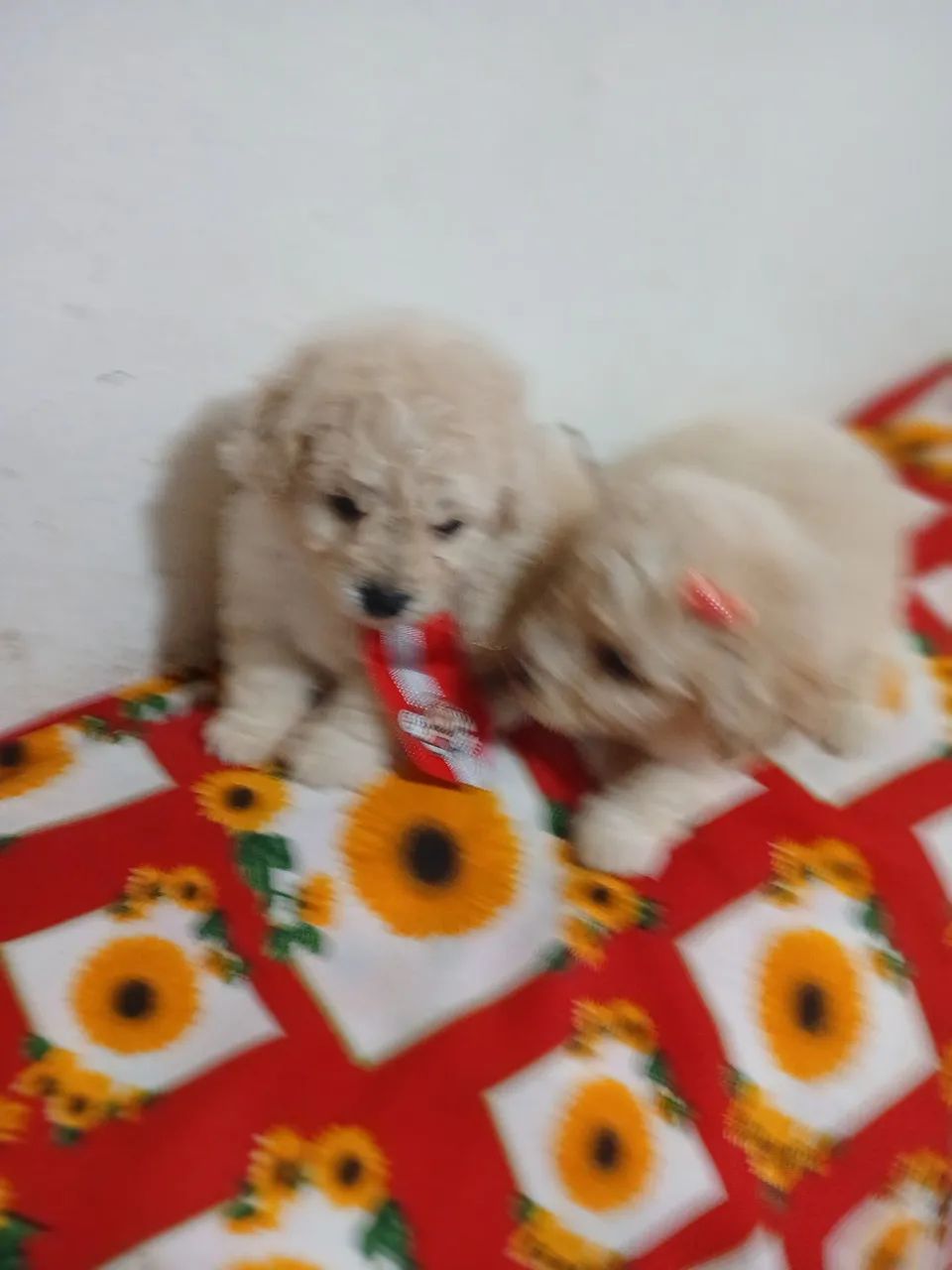 Poodle Micro Toy - Foto 3