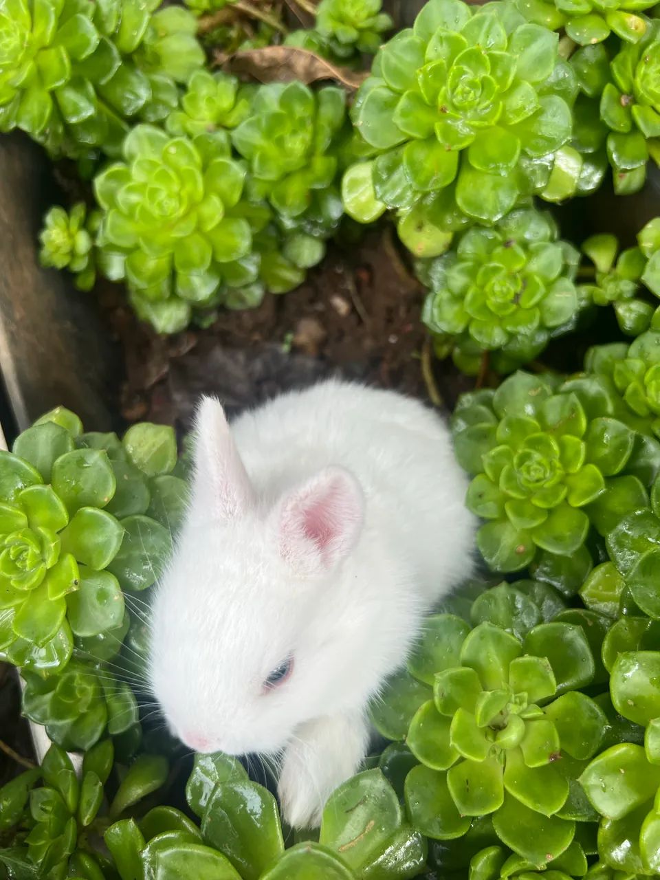 Coelho - Foto 3