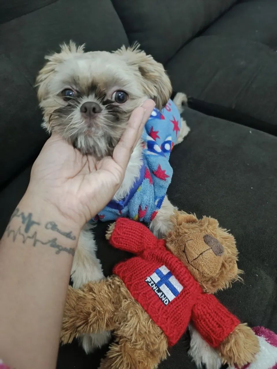 Shihtzu  - Foto 4