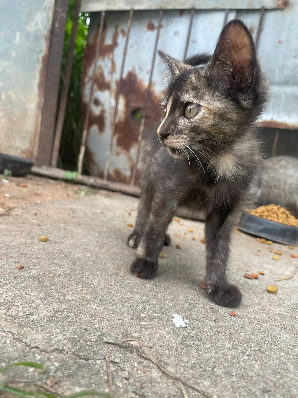 Gatinhos para adoção  - Foto 5