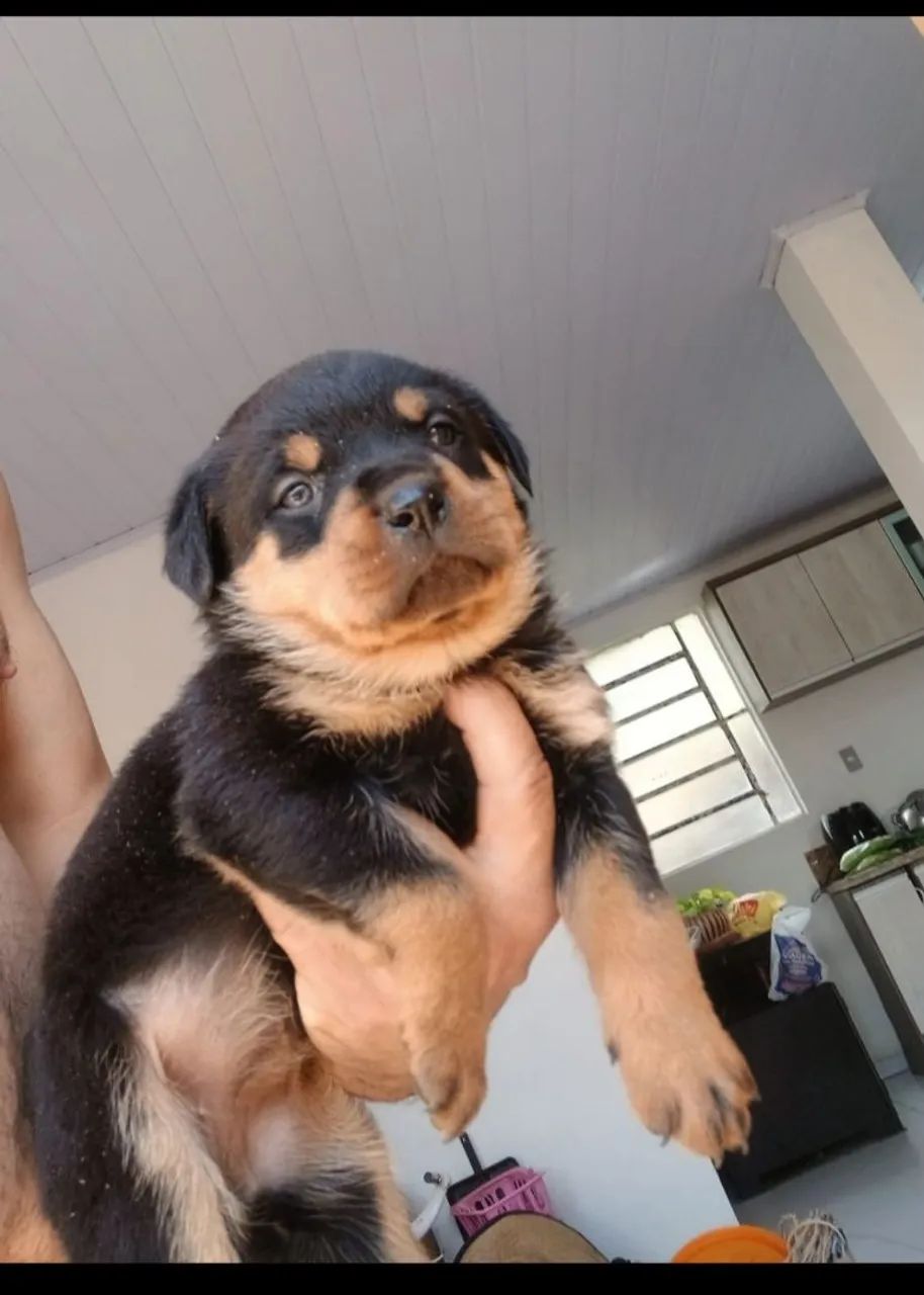 Cachorro  - Foto 2