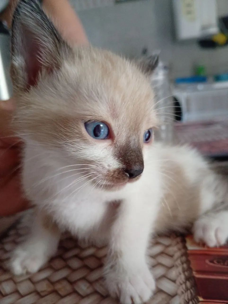 Adoção de animais. - Foto 4
