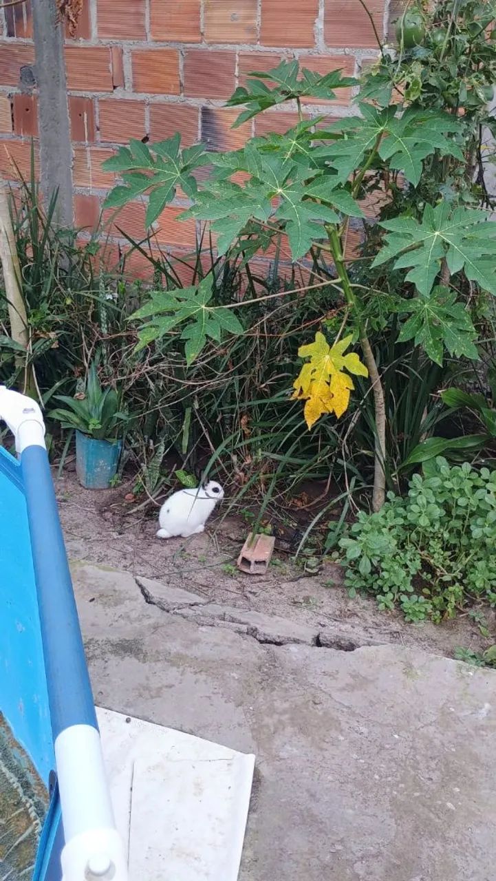 Vendo coelho macho fêmea filhote médio  - Foto 4