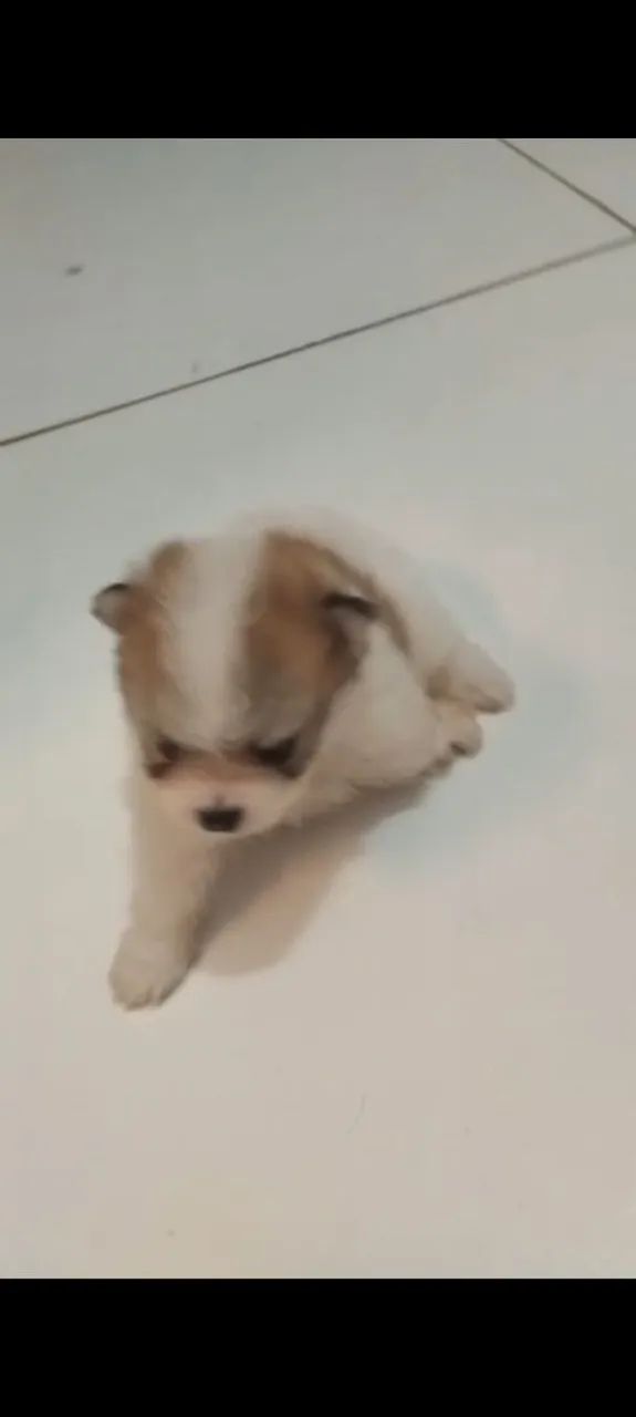 Cachorrinho filhote Spitz  - Foto 4