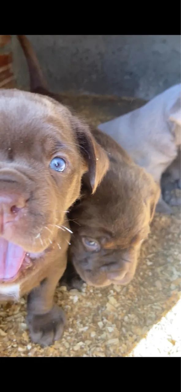 Cane Corso