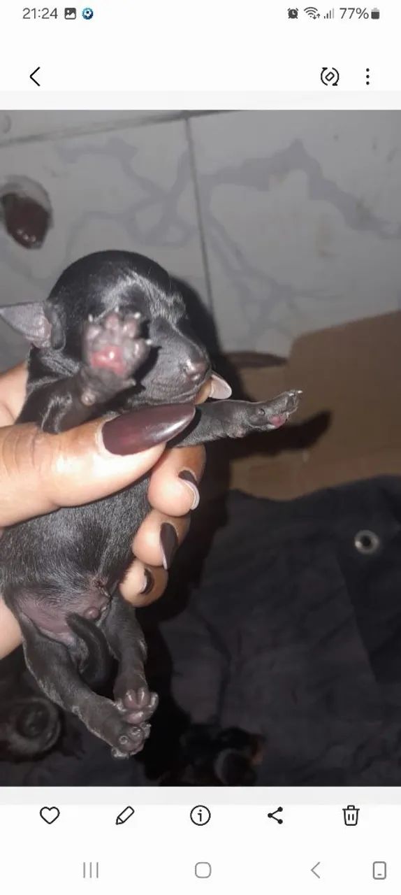 Filhote de pinscher 1 - Foto 3