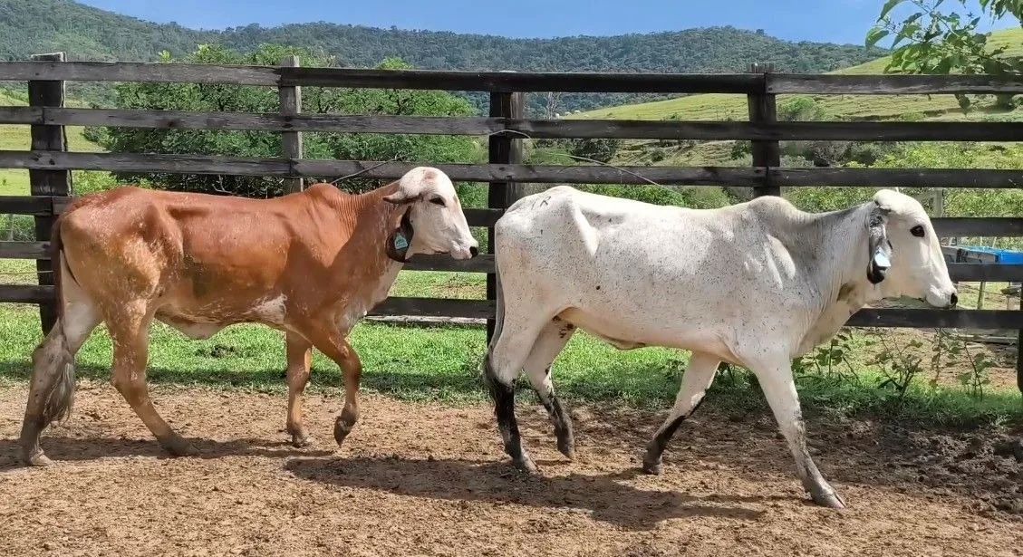 Novilhas Gir Leiteiro  - Foto 4