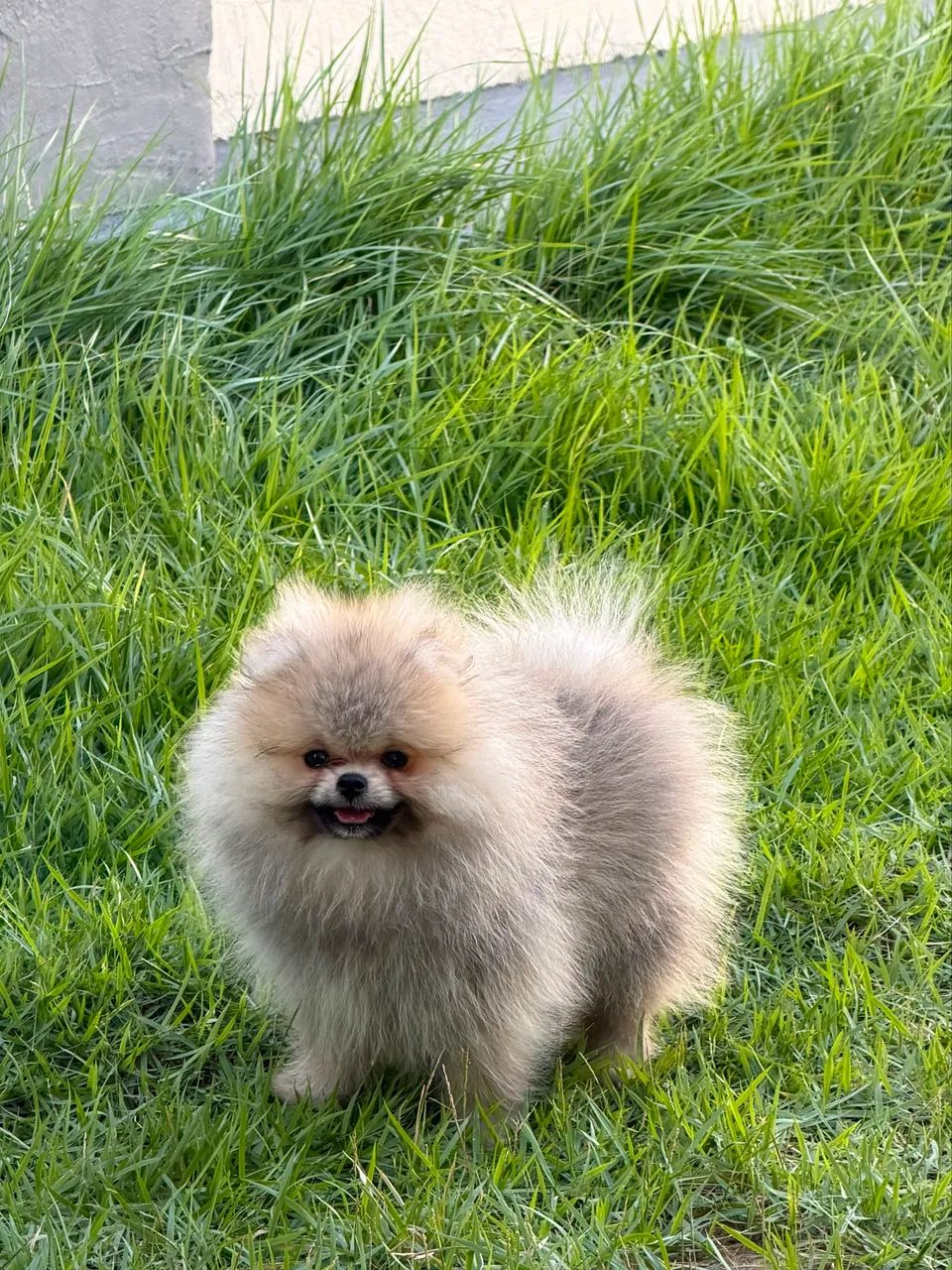 Filhotes de Spitz Alemão - Foto 5