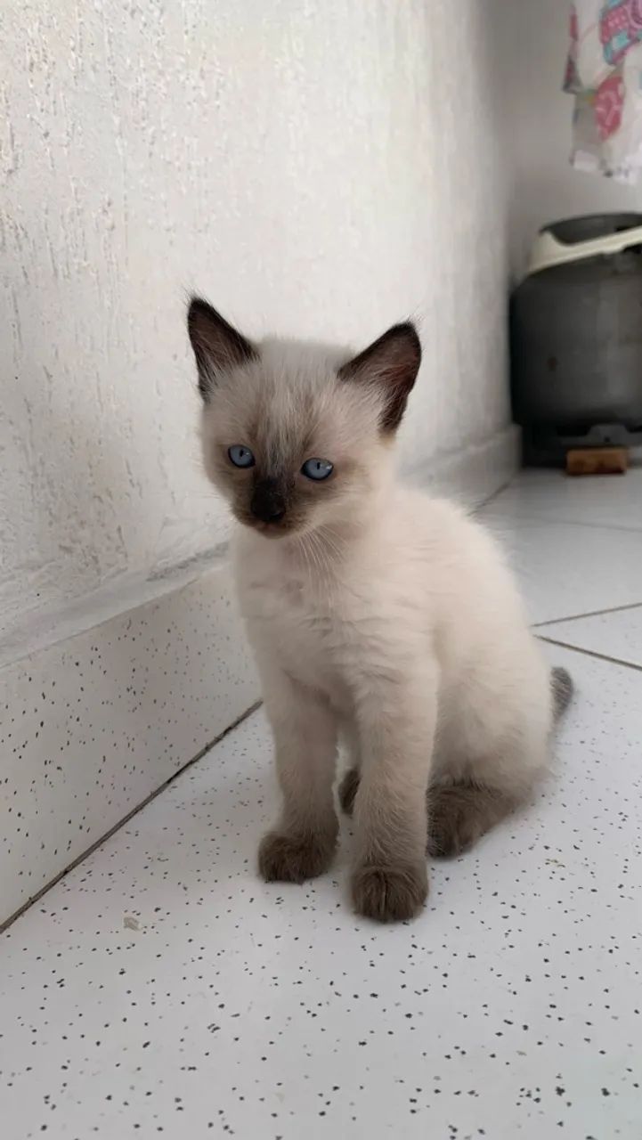 Doação de gato - Foto 3