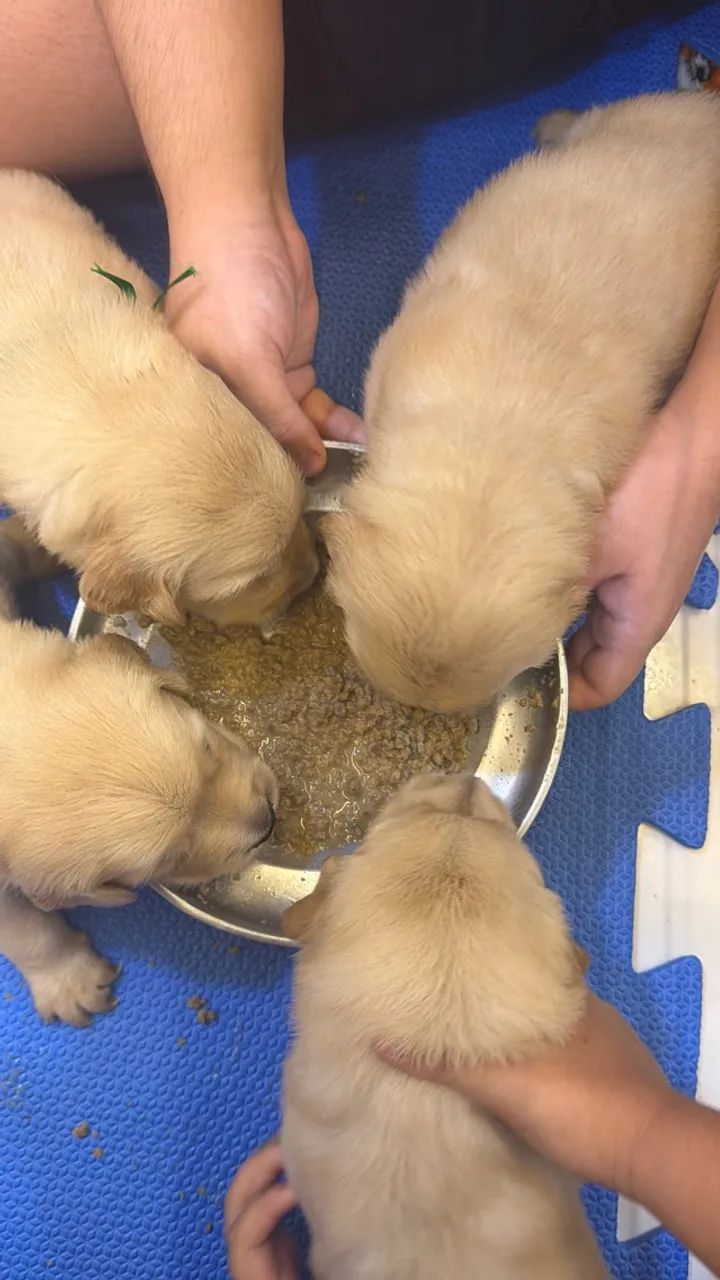 Golden Retrivier  - Foto 3