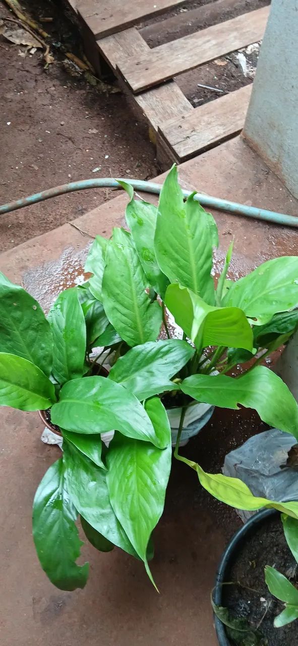 Mudas lírio da paz flor branca  - Foto 3