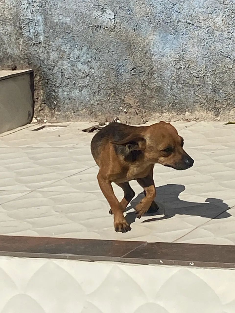 Pinscher macho  - Foto 2