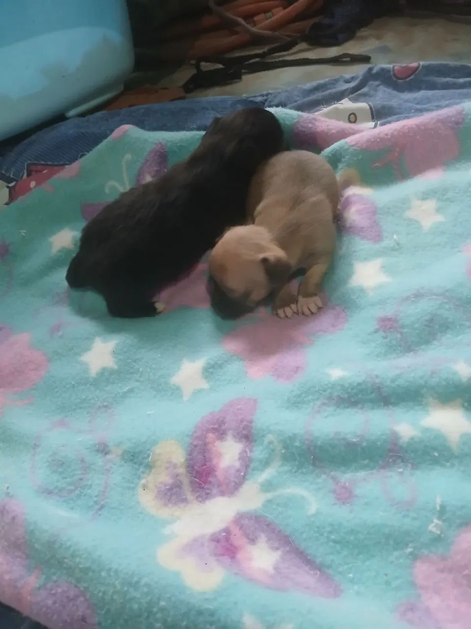 Machos chihuahua.  - Foto 5