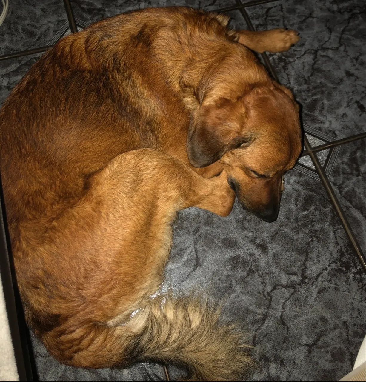 Cachorro - - Foto 2