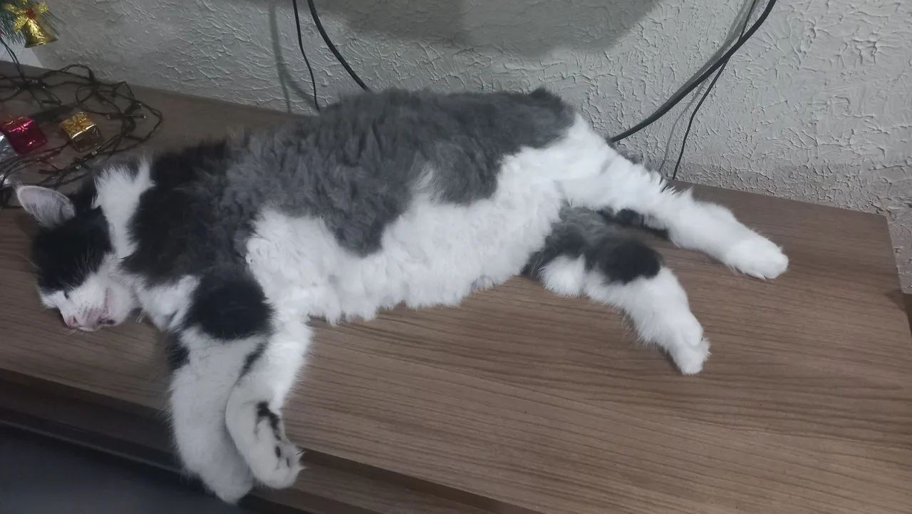 Procura-se gata (Ursa) - Foto 2