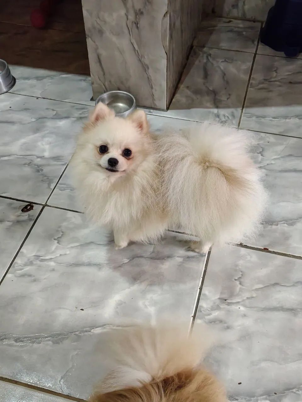 Spitz alemão  - Foto 3