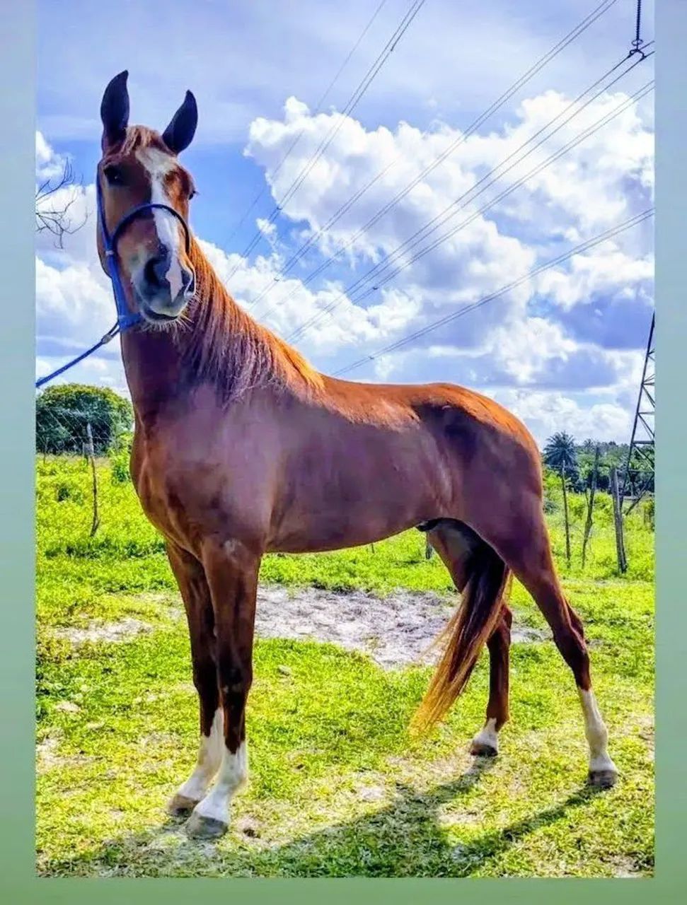 Cavalo MM  - Foto 2
