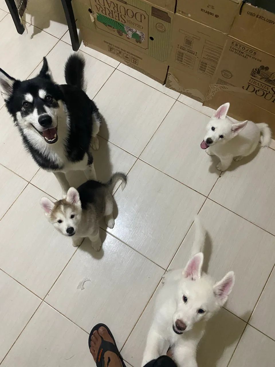 Husky  - Foto 3