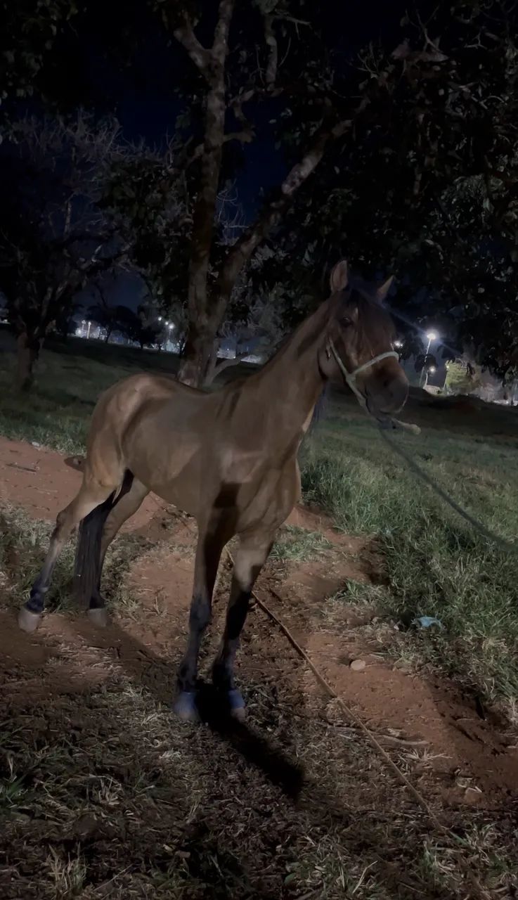 Cavalo Esquipador á Venda - Foto 3
