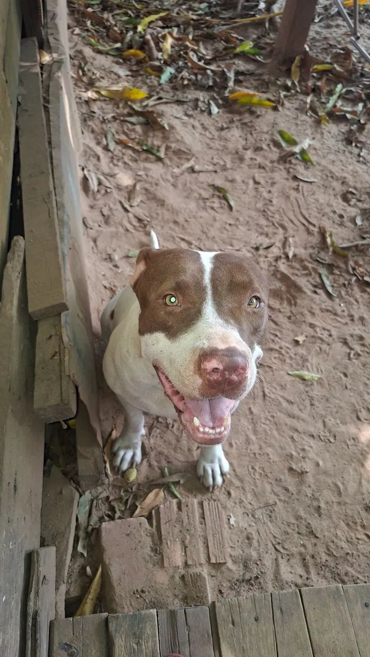 Filhotes pitbull - Foto 3