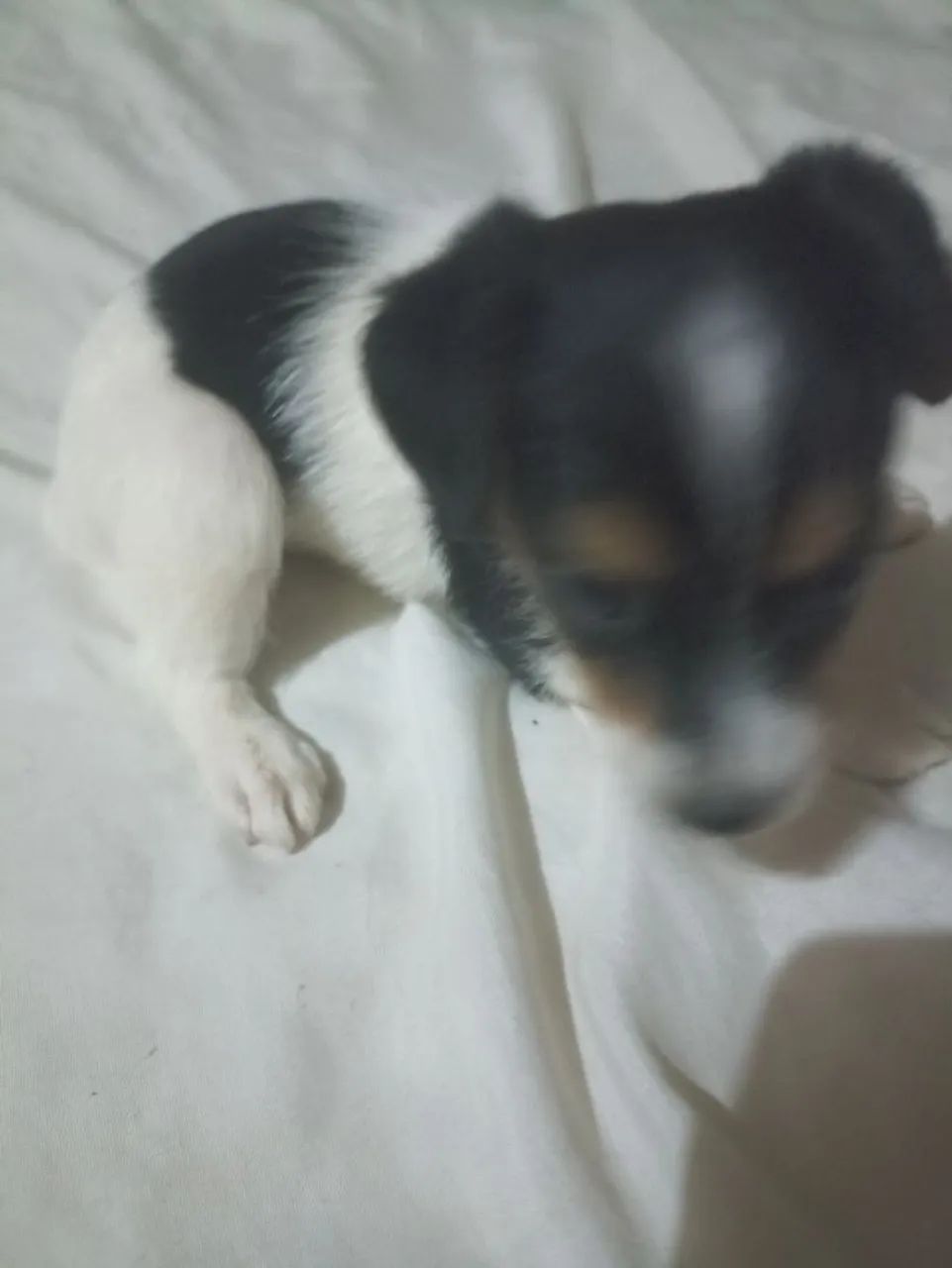 Vendo pincher  - Foto 2