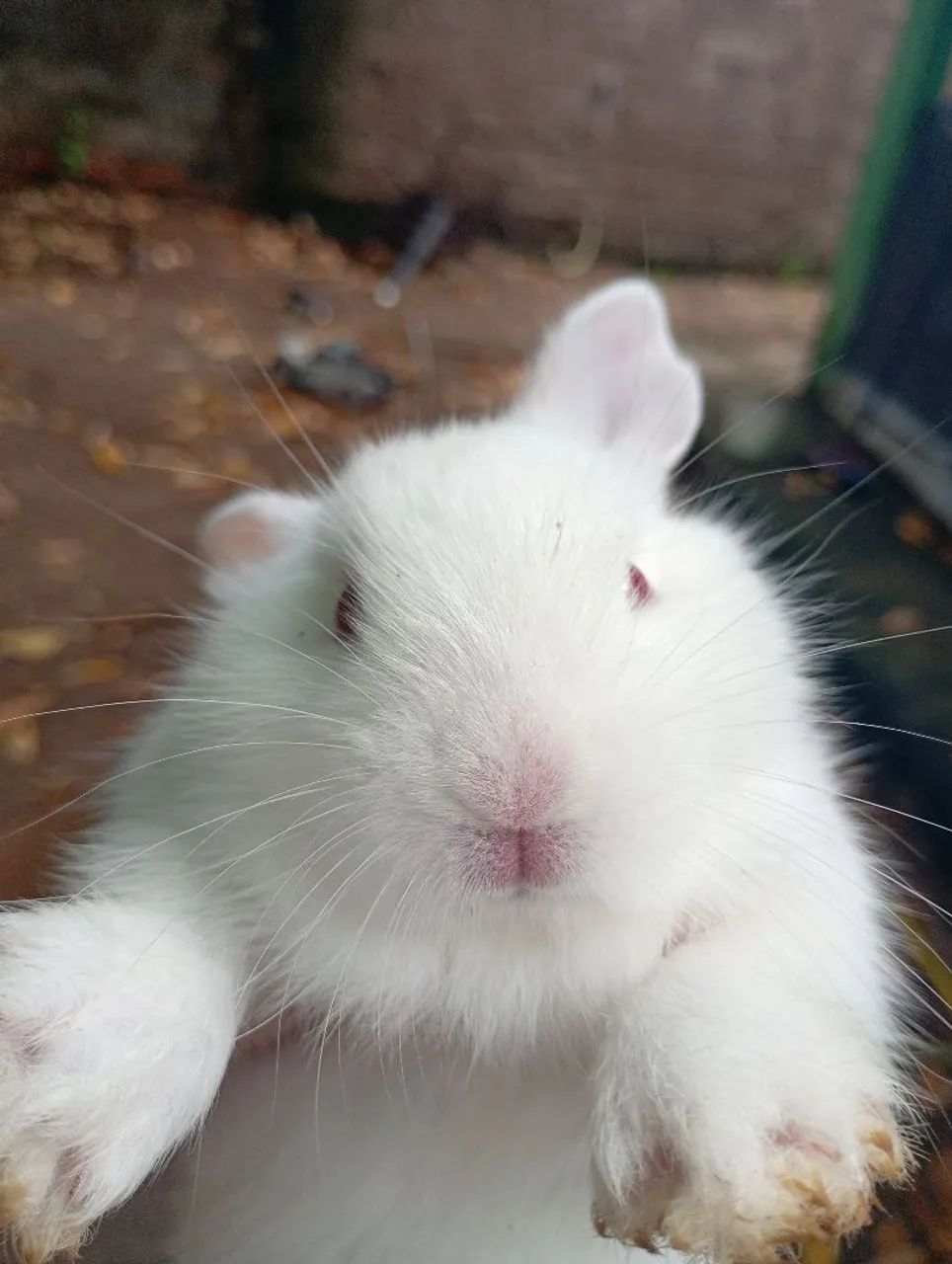 Coelhinho da páscoa  - Foto 2