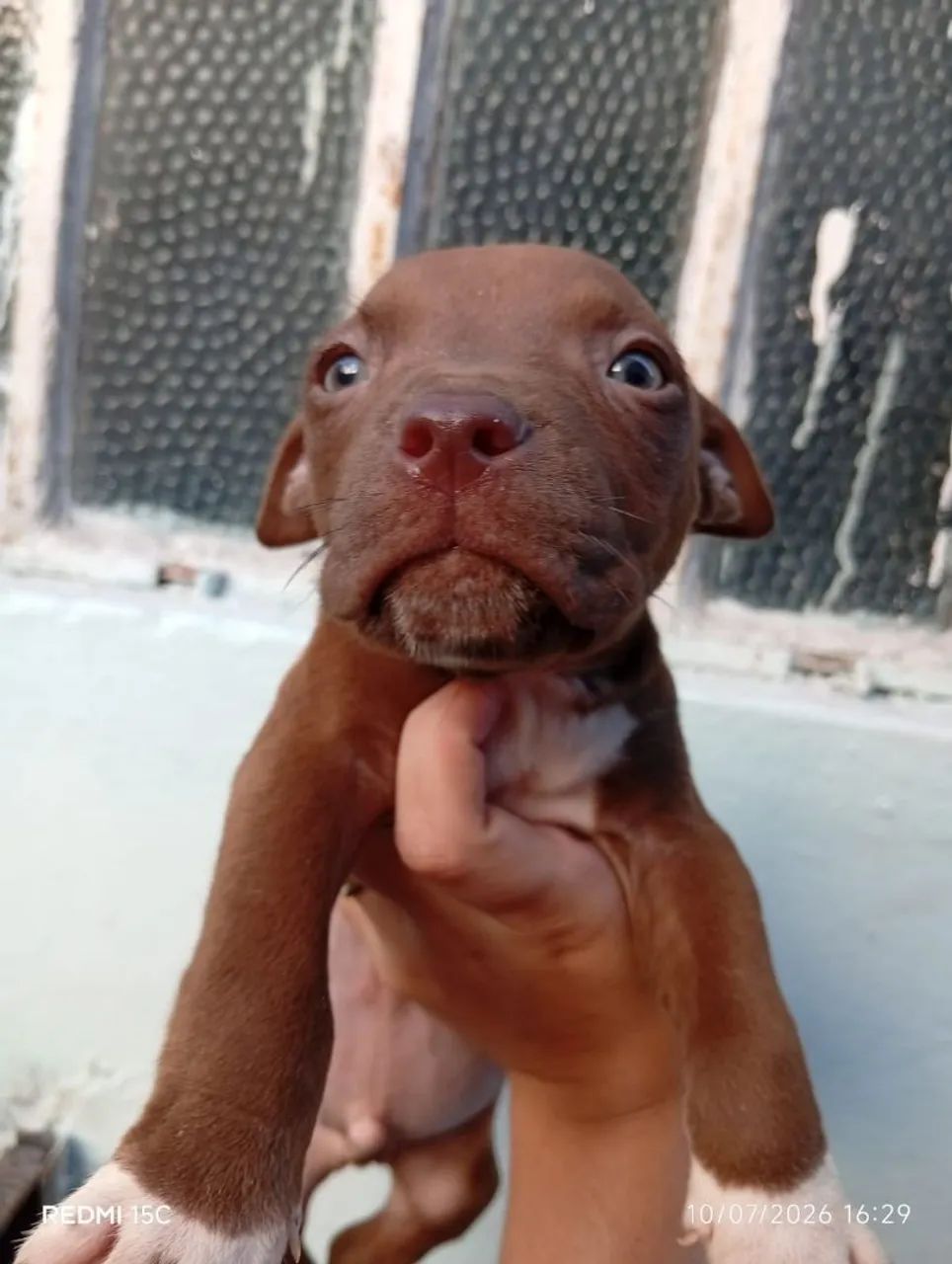 Filhotes de Pitbull  - Foto 4